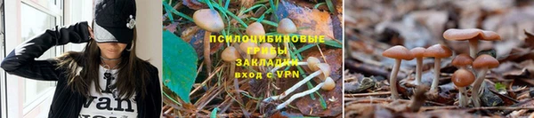 дурь Аркадак